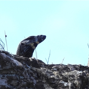 Varanus varius at Green Cape, NSW - 9 Mar 2025 by HelenCross