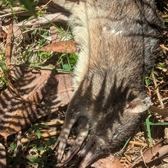 Isoodon obesulus obesulus at Vincentia, NSW - 9 Mar 2025 by Miranda