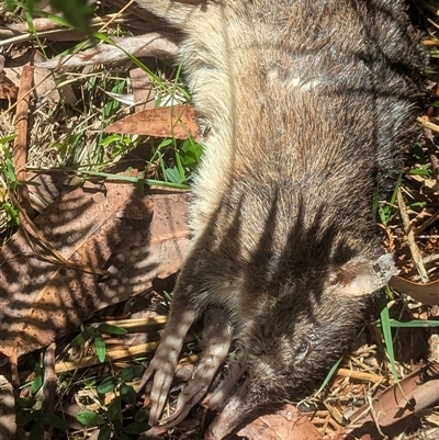 Isoodon obesulus obesulus at Vincentia, NSW - 9 Mar 2025 by Miranda