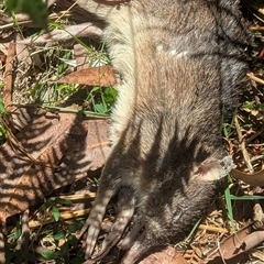 Perameles nasuta at Vincentia, NSW - 9 Mar 2025 12:47 PM