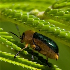 Aporocera (Aporocera) consors (A leaf beetle) at Vincentia, NSW - 9 Mar 2025 by Miranda