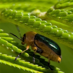 Aporocera (Aporocera) consors at Vincentia, NSW - 9 Mar 2025 by Miranda