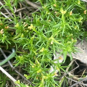 Scleranthus biflorus (Twin-flower Knawel) at Shannons Flat, NSW - Yesterday by JaneR