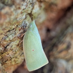 Siphanta acuta at Vincentia, NSW - 9 Mar 2025 by Miranda