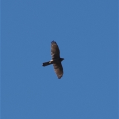 Tachyspiza fasciata (Brown Goshawk) at Cotter River, ACT - 5 Mar 2025 by RAllen