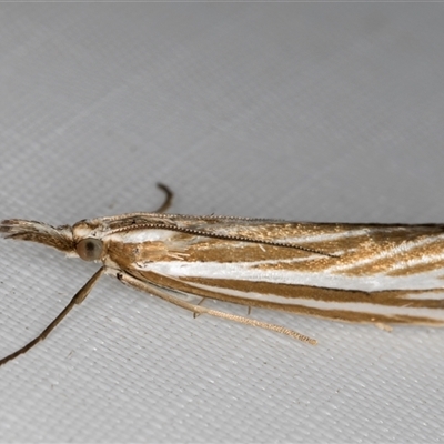 Hednota species near grammellus (Pyralid or snout moth) at Melba, ACT - 8 Mar 2025 by kasiaaus