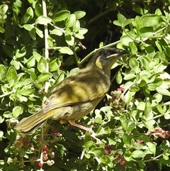 Meliphaga lewinii (Lewin's Honeyeater) at Green Cape, NSW - 9 Mar 2025 by HelenCross