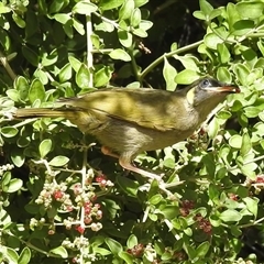 Meliphaga lewinii at Green Cape, NSW - 9 Mar 2025 12:44 PM