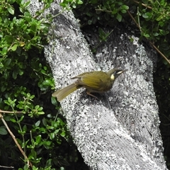 Meliphaga lewinii at Green Cape, NSW - 9 Mar 2025 12:44 PM