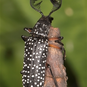 Rhipicera femorata (Feather-horned beetle) at Melba, ACT - 9 Mar 2025 by kasiaaus