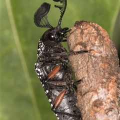 Rhipicera femorata at Melba, ACT - 9 Mar 2025 09:53 AM