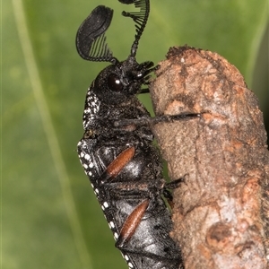 Rhipicera femorata at Melba, ACT - 9 Mar 2025 09:53 AM