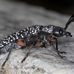 Rhipicera femorata at Melba, ACT - 9 Mar 2025 09:53 AM