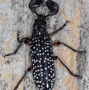 Rhipicera femorata at Melba, ACT - 9 Mar 2025 09:53 AM