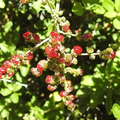 Rhagodia candolleana subsp. candolleana (Seaberry Saltbush) at Green Cape, NSW - 9 Mar 2025 by HelenCross