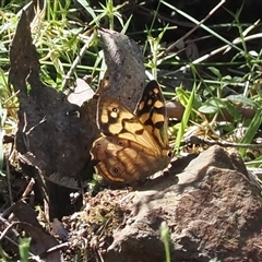 Heteronympha paradelpha (Spotted Brown) at Cotter River, ACT - 5 Mar 2025 by RAllen