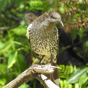 Anthochaera chrysoptera (Little Wattlebird) at Green Cape, NSW - 9 Mar 2025 by HelenCross