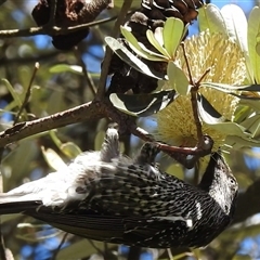 Anthochaera chrysoptera at Green Cape, NSW - 9 Mar 2025 01:14 PM