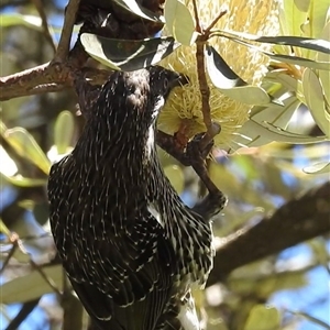 Anthochaera chrysoptera at Green Cape, NSW - 9 Mar 2025 01:14 PM