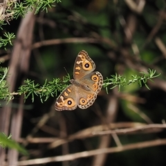 Junonia villida (Meadow Argus) at Cotter River, ACT - 5 Mar 2025 by RAllen