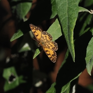 Oreixenica lathoniella (Silver Xenica) at Uriarra Village, ACT - 5 Mar 2025 by RAllen