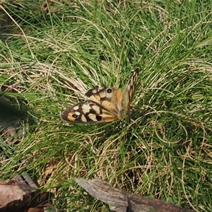 Heteronympha penelope (Shouldered Brown) at Uriarra Village, ACT - 5 Mar 2025 by RAllen