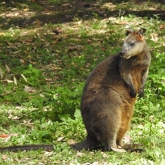 Wallabia bicolor (Swamp Wallaby) at Green Cape, NSW - 9 Mar 2025 by HelenCross