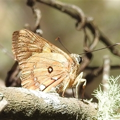 Trapezites symmomus (Splendid Ochre) at Green Cape, NSW - 9 Mar 2025 by HelenCross