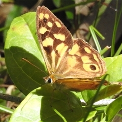 Heteronympha paradelpha (Spotted Brown) at Green Cape, NSW - 9 Mar 2025 by HelenCross