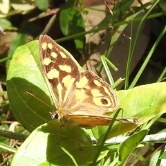 Heteronympha paradelpha at Green Cape, NSW - 9 Mar 2025 01:49 PM