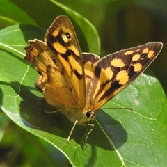 Heteronympha paradelpha at Green Cape, NSW - 9 Mar 2025 01:49 PM