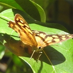 Heteronympha paradelpha at Green Cape, NSW - 9 Mar 2025 01:49 PM