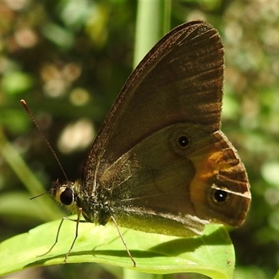 Hypocysta metirius (Brown Ringlet) at Green Cape, NSW - 9 Mar 2025 by HelenCross