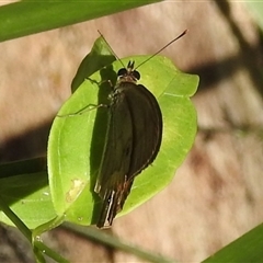 Hypocysta metirius at Green Cape, NSW - 9 Mar 2025 01:44 PM