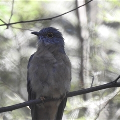 Cacomantis flabelliformis (Fan-tailed Cuckoo) at Green Cape, NSW - 9 Mar 2025 by HelenCross