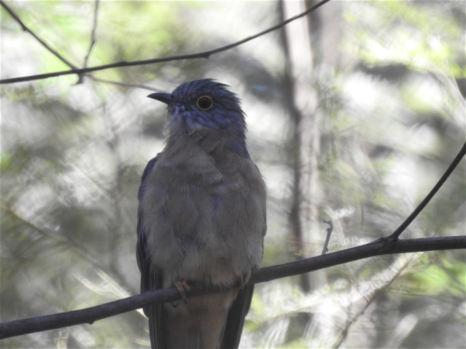 Cacomantis flabelliformis at Green Cape, NSW - 9 Mar 2025 01:45 PM