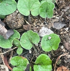 Dichondra repens (Kidney Weed) at Countegany, NSW - 10 Mar 2025 by JaneR