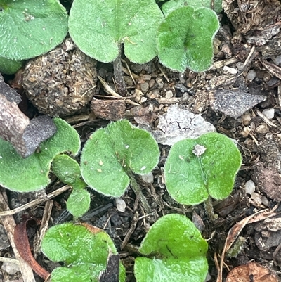 Dichondra repens (Kidney Weed) at Countegany, NSW - 10 Mar 2025 by JaneR