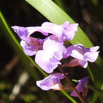 Glycine microphylla (Small-leaf Glycine) at Green Cape, NSW - 9 Mar 2025 by HelenCross