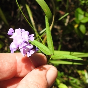 Glycine microphylla at Green Cape, NSW - 9 Mar 2025 01:47 PM