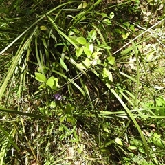 Glycine microphylla at Green Cape, NSW - 9 Mar 2025 01:47 PM