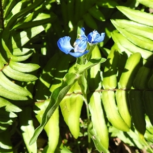 Commelina cyanea (Scurvy Weed) at Green Cape, NSW - 9 Mar 2025 by HelenCross