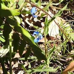 Commelina cyanea at Green Cape, NSW - 9 Mar 2025 01:52 PM