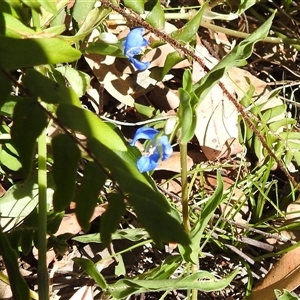 Commelina cyanea at Green Cape, NSW - 9 Mar 2025 01:52 PM