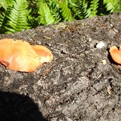 Unidentified Fungus at Green Cape, NSW - 9 Mar 2025 by HelenCross