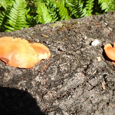 Unidentified Fungus at Green Cape, NSW - 9 Mar 2025 by HelenCross