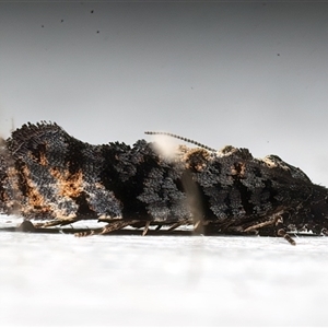Thomintarra primaeva at Rosedale, NSW - 19 Feb 2025 08:14 PM