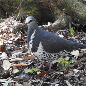 Leucosarcia melanoleuca (Wonga Pigeon) at Green Cape, NSW - 9 Mar 2025 by HelenCross