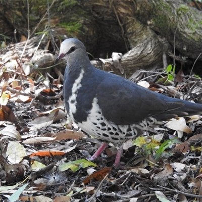 Leucosarcia melanoleuca (Wonga Pigeon) at Green Cape, NSW - 9 Mar 2025 by HelenCross