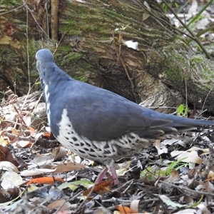 Leucosarcia melanoleuca at Green Cape, NSW - 9 Mar 2025 01:54 PM